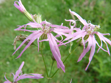 Fleurs roses caractéristiques : ses 5 pétales ressemblant chacune à une improbable palme découpée en 4 parties. Agrandir dans une nouvelle fenêtre (ou onglet)